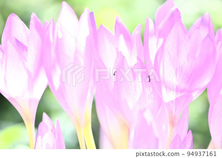 螞蟻與對光透明的狗藏紅花花 94937161