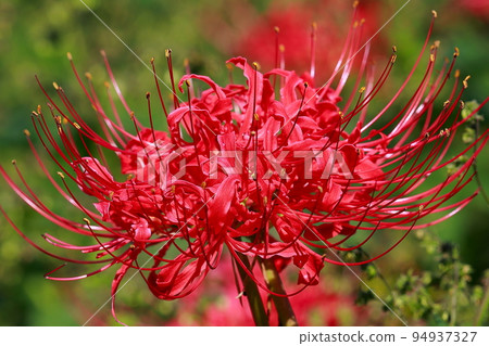 Cluster amaryllis in the Irita willow forest Shimanto 94937327