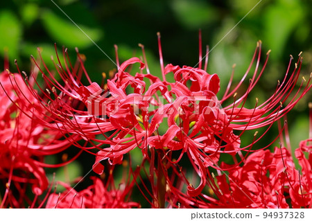 入田柳林四萬十叢中的孤挺花 94937328