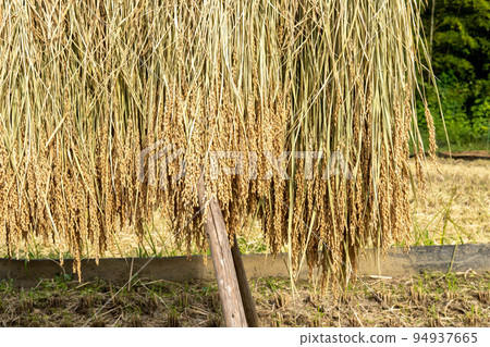 收穫的大米在陽光下曬乾 94937665