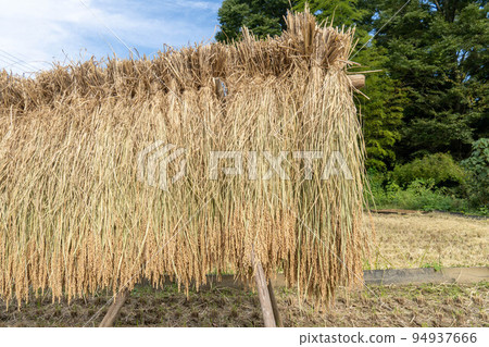 收穫的大米在陽光下曬乾 收穫的大米在陽光下曬乾 94937666