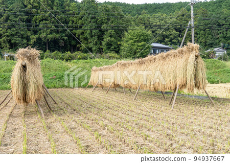 收穫的大米在陽光下曬乾 收穫的大米在陽光下曬乾 94937667