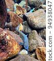 Mountain stream fish 94938047
