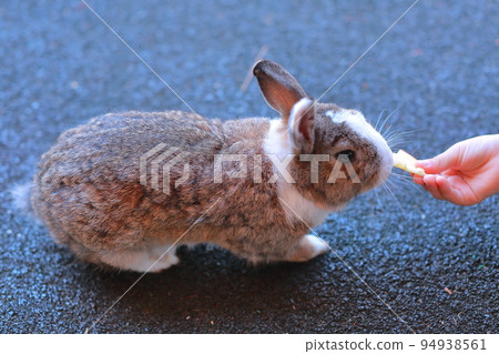 Cute rabbit I met in the park 94938561