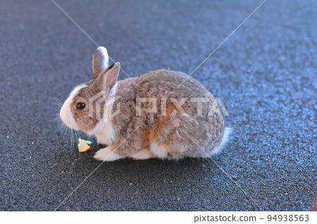 Cute rabbit I met in the park 94938563