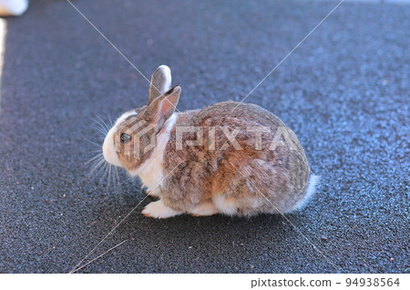 我在公園遇到的可愛兔子 我在公園遇到的可愛兔子 94938564