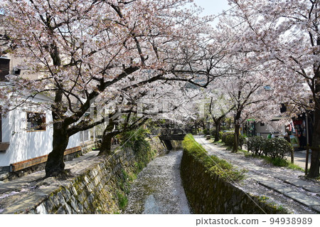 日本京都府京都市銀閣寺附近的哲學之道 櫻花盛開、溪流和長廊 94938989