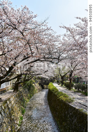 日本京都府京都市銀閣寺附近的哲學之道 櫻花盛開，溪流和長廊 花筏在水面上流動，花瓣散落 94938995