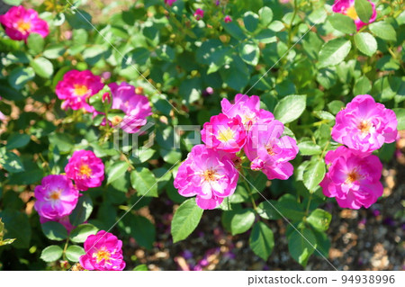 玫瑰花國際先驅論壇報 94938996