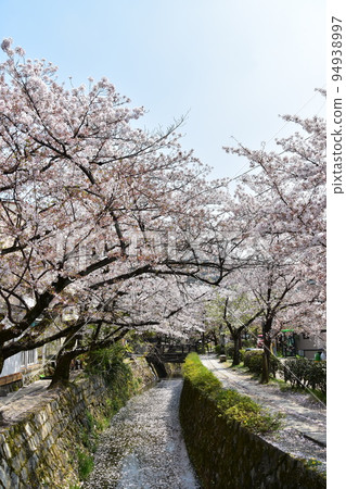 日本京都府京都市銀閣寺附近的哲學之道 櫻花盛開、溪流和長廊 94938997