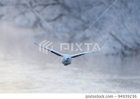 丹頂鶴在早晨的陽光下從被霜凍覆蓋的樹上起飛（北海道鶴居） 94939236