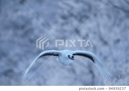 丹頂鶴在早晨的陽光下從被霜凍覆蓋的樹上起飛（北海道鶴居） 94939237