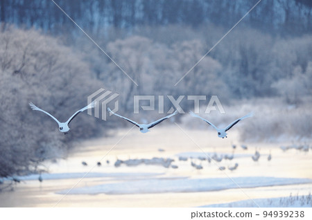 丹頂鶴在早晨的陽光下從被霜凍覆蓋的樹上起飛（北海道鶴居） 94939238