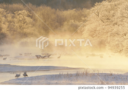 Red-crowned crane dancing in a roost wrapped in rime dyed in the morning sun (Tsurui, Hokkaido) Red-crowned crane dancing in a roost wrapped in rime dyed in the morning sun (Tsurui, Hokkaido) 94939255