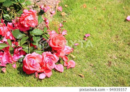 玫瑰花女士玫瑰 玫瑰花女士玫瑰 94939357