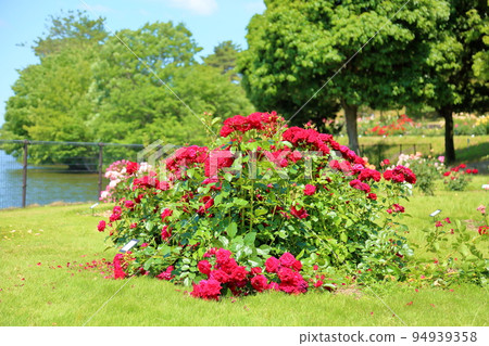 玫瑰花朵Nicolo Paganini 94939358