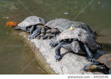 Izumo Taisha, Kitajima Kokuzokan, Turtle in Shinji Pond in Ryutora no Niwa Izumo Taisha, Kitajima Kokuzokan, Turtle in Shinji Pond in Ryutora no Niwa 94939596