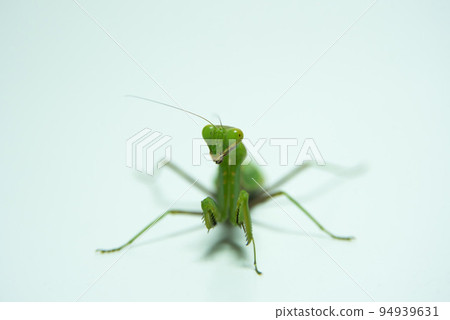 Mantis insect 94939631