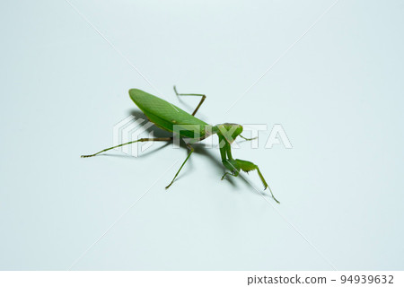 Mantis insect 94939632