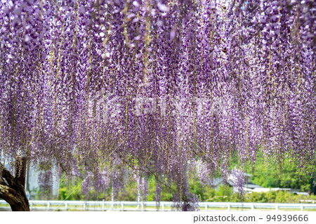 岡山縣威克町富士公園的日本最好的紫藤 94939666