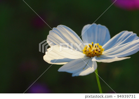 White cosmos stands out on a black background 94939731