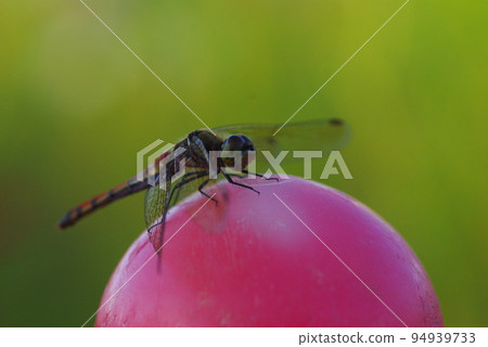 A dragonfly perched on a red pole 94939733