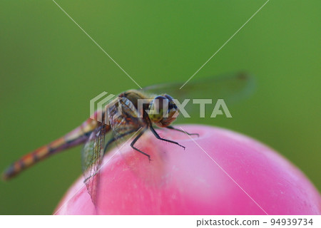 Close-up of a dragonfly perched on a round sphere 94939734