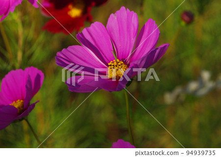 Pink cosmos blooming in the cosmos field 94939735