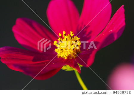 在夕陽的照耀下,花瓣上投下陰影的宇宙 在夕陽的照耀下,花瓣上投下陰影的宇宙 94939738