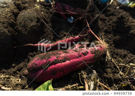 剛挖出來的紅薯 94939739