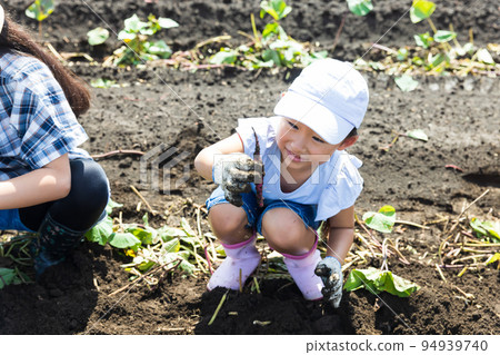Children enjoying potato digging in the field Children enjoying potato digging in the field 94939740