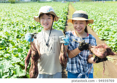 Children enjoying potato digging in the sweet potato field Children enjoying potato digging in the sweet potato field 94939769