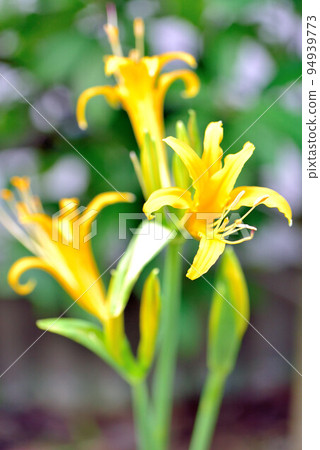 liquorice aurea liquorice aurea 94939773