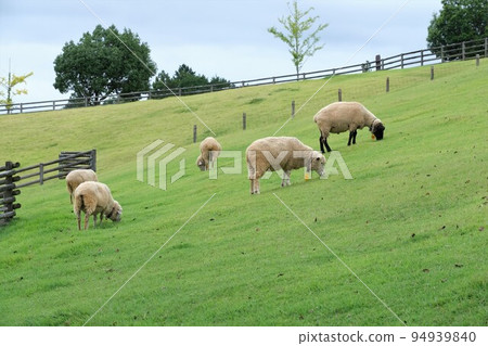 sheep  94939840