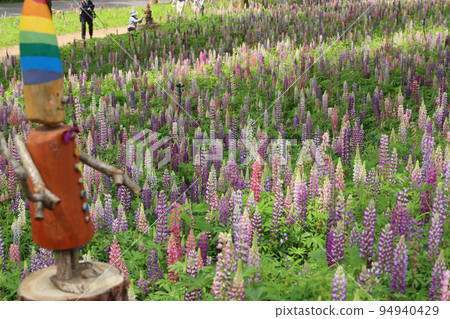 Lupine flowers blooming in a forest park in Namerikawa-cho, Hiki-gun, Saitama Prefecture 94940429