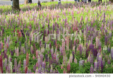Lupine flowers blooming in a forest park in Namerikawa-cho, Hiki-gun, Saitama Prefecture Lupine flowers blooming in a forest park in Namerikawa-cho, Hiki-gun, Saitama Prefecture 94940430