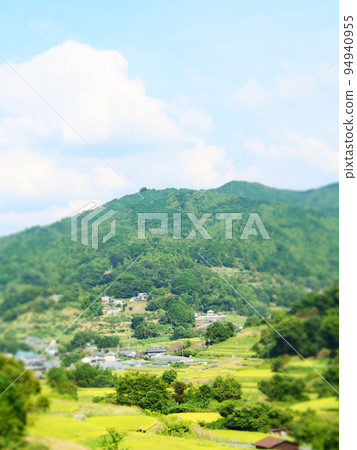 Rice terraces in the rice harvest season 94940955