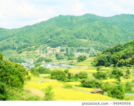 Rice terraces in the rice harvest season 94940956