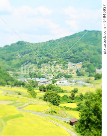 Rice terraces in the rice harvest season 94940957