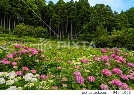 (花景)初夏的繡球豪宅 (花景)初夏的繡球豪宅 94941008