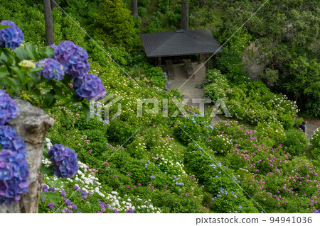 (Flower scenery) Hydrangea mansion in early summer (Flower scenery) Hydrangea mansion in early summer 94941036