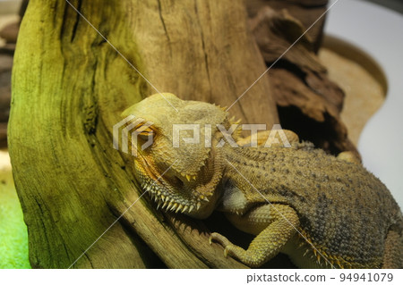 Hoop bearded lizard Hoop bearded lizard 94941079