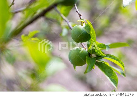 Fruit greengage on the tree 94941179