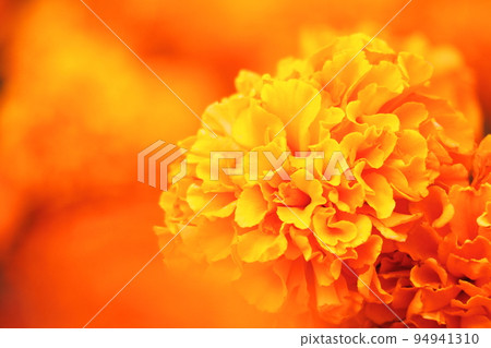 美麗的橙色萬壽菊 94941310