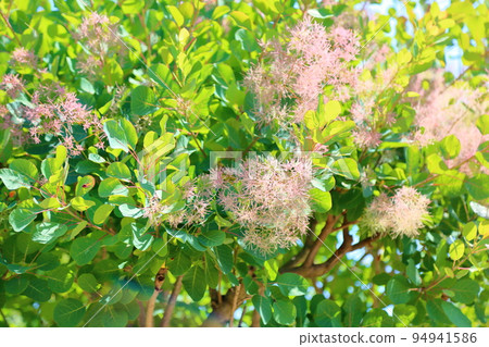 煙樹花 煙樹花 94941586