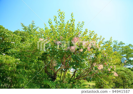 Smoke tree flowers Smoke tree flowers 94941587