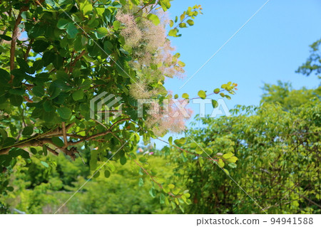 煙樹花 煙樹花 94941588