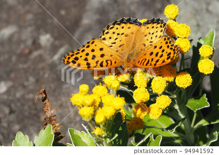 黑翅貝母（雄性）從海葵花中吸食花蜜 94941592
