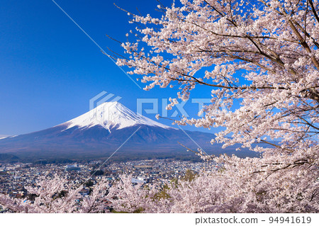 山梨縣富士吉田市春倉山公園櫻花盛開，富士山絕景 94941619