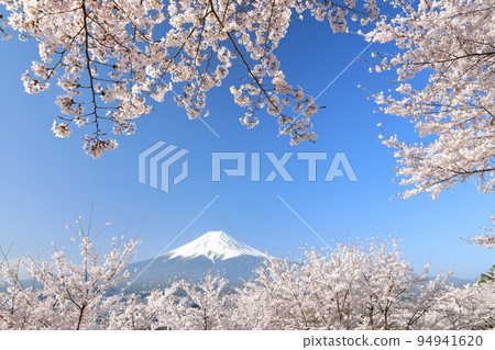 山梨縣富士吉田市春倉山公園櫻花盛開，富士山絕景 94941620